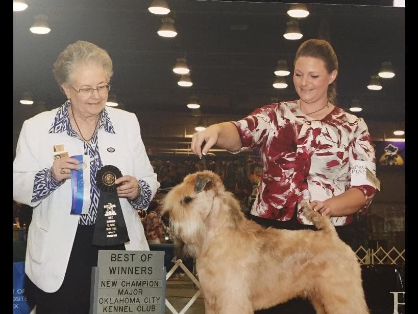 Soft Coated Wheaten Terrier Puppies breeder image 3