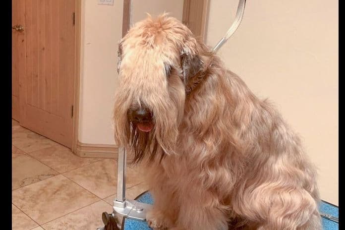 Soft Coated Wheaten Terrier Puppies breeder image 6