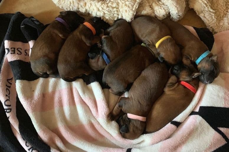Soft Coated Wheaten Terrier Puppies breeder image 1