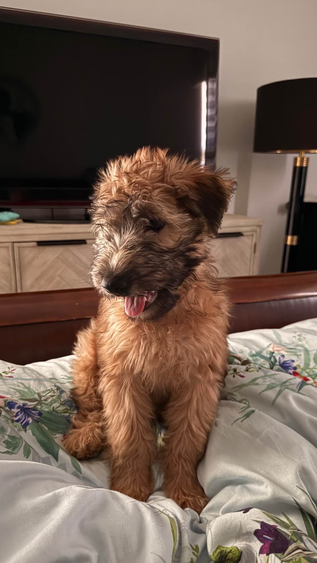 Soft Coated Wheaten Terrier Puppies breeder image 8