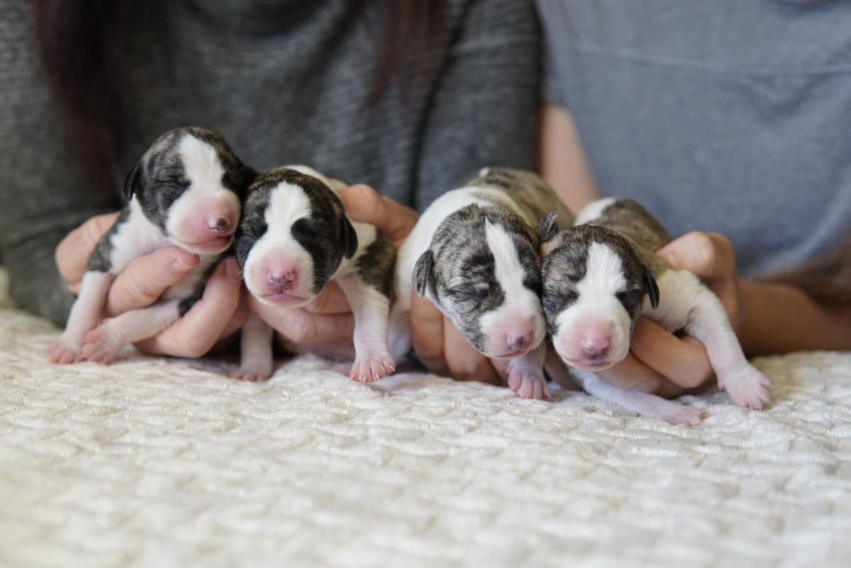 Whippet Puppies Available Now breeder image 3