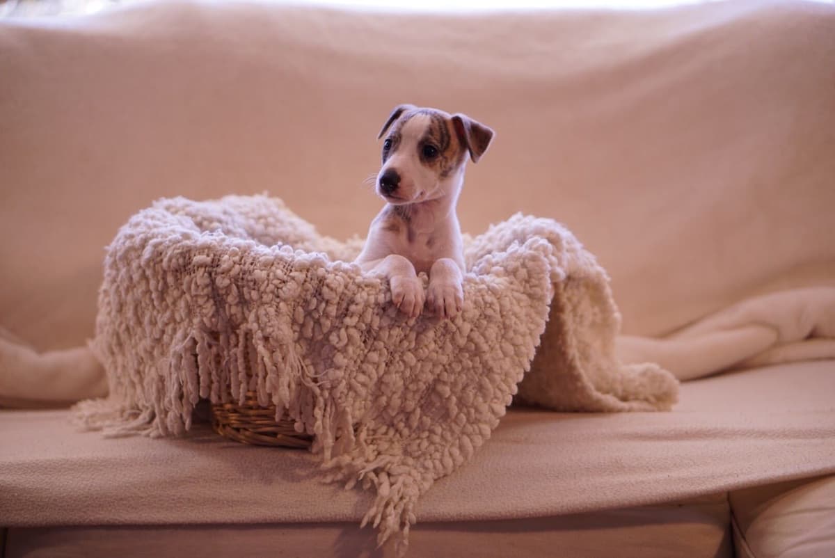 Whippet Puppies Available Now breeder image 4