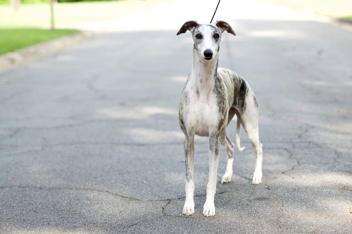 Whippet Puppies Available Now breeder image 5