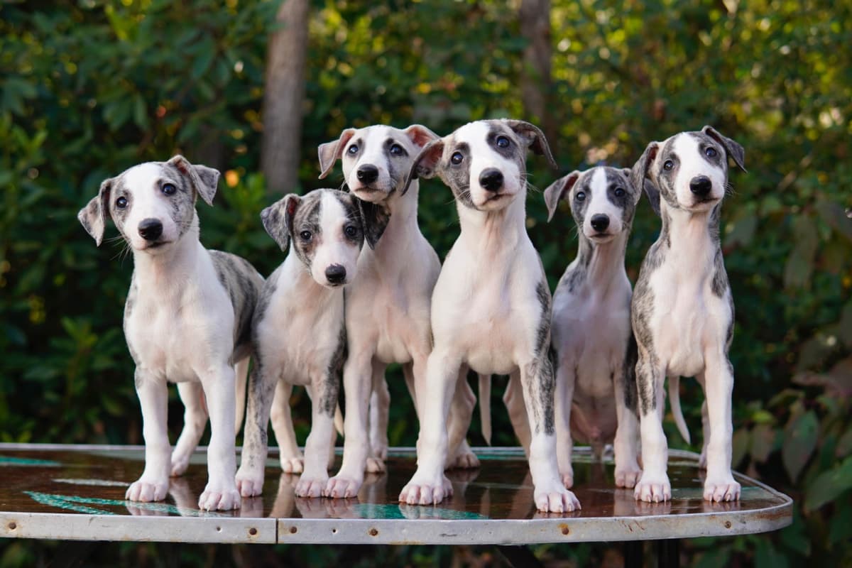 Whippet Puppies Available Now breeder image 2