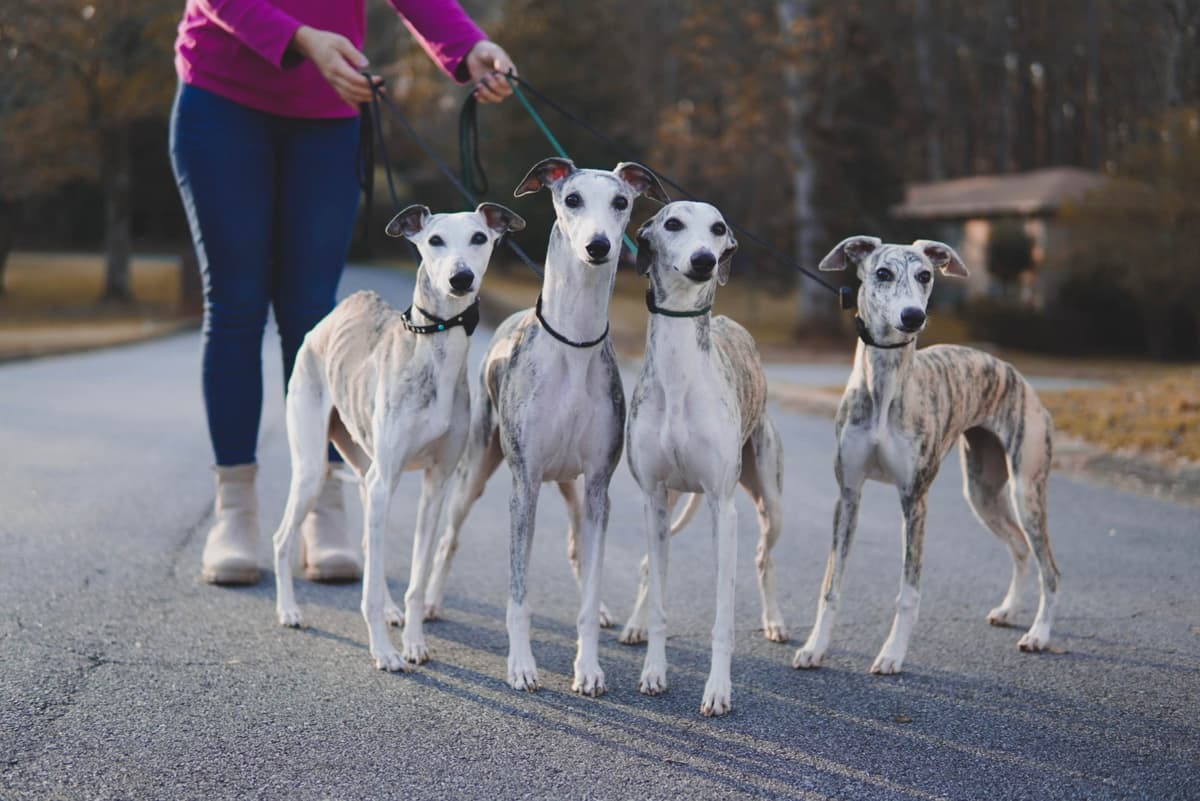Whippet Puppies Available Now breeder image 1
