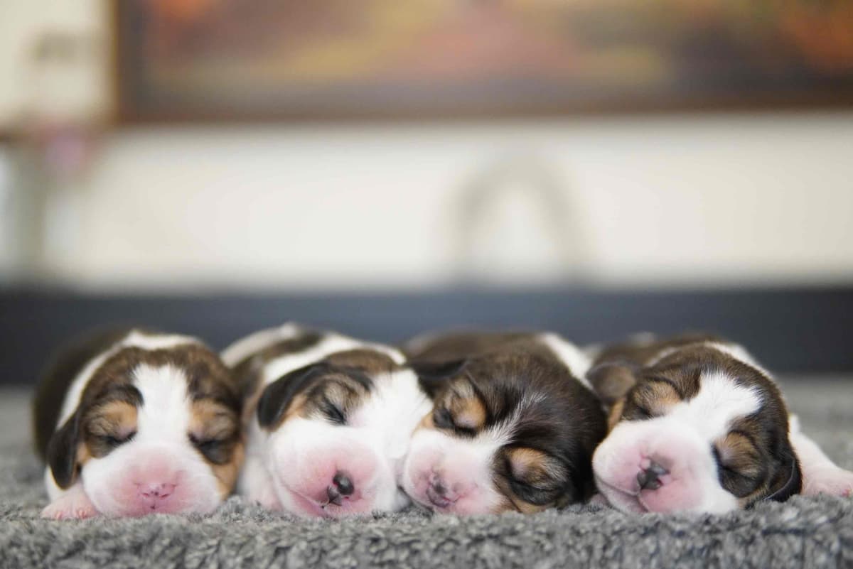 Whippet Puppies Available Now breeder image 6