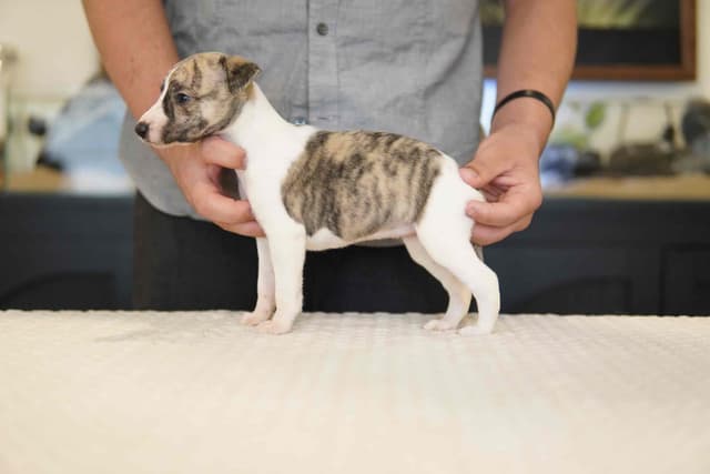 Whippet Puppies Available Now media 2