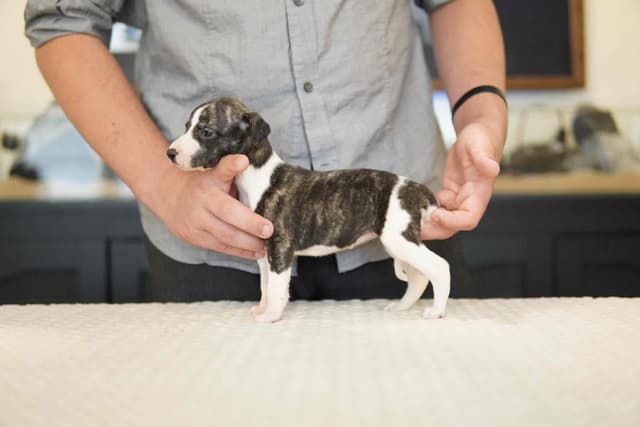 Whippet Puppies Available Now media 4