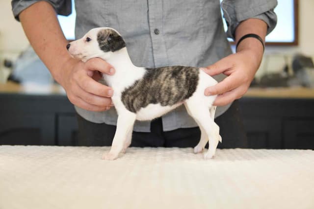 Whippet Puppies Available Now media 3