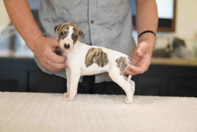 Whippet Puppies Available Now media 5
