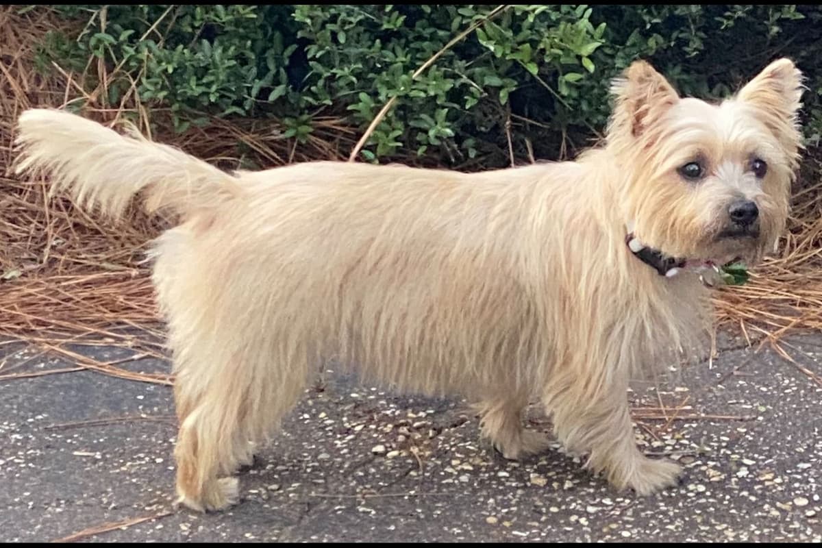 Cairn Terrier Puppies breeder image 2