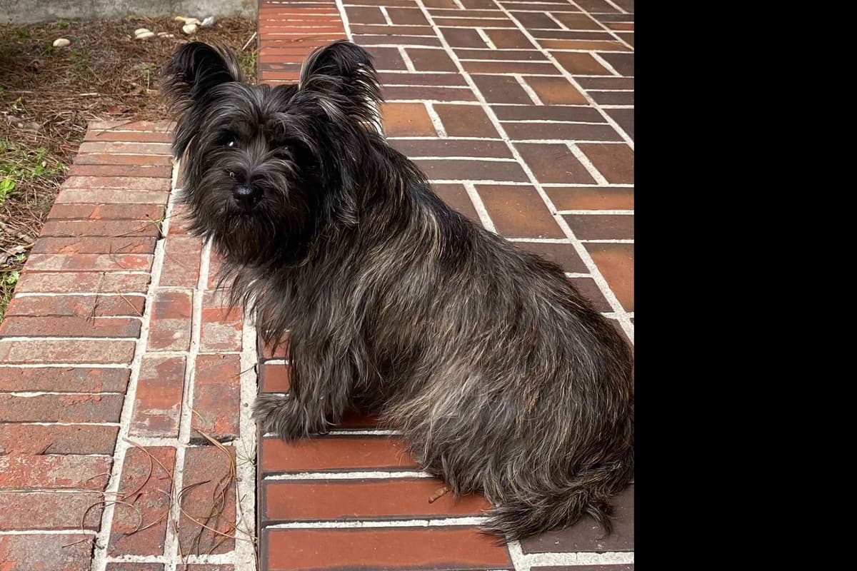 Cairn Terrier Puppies breeder image 3