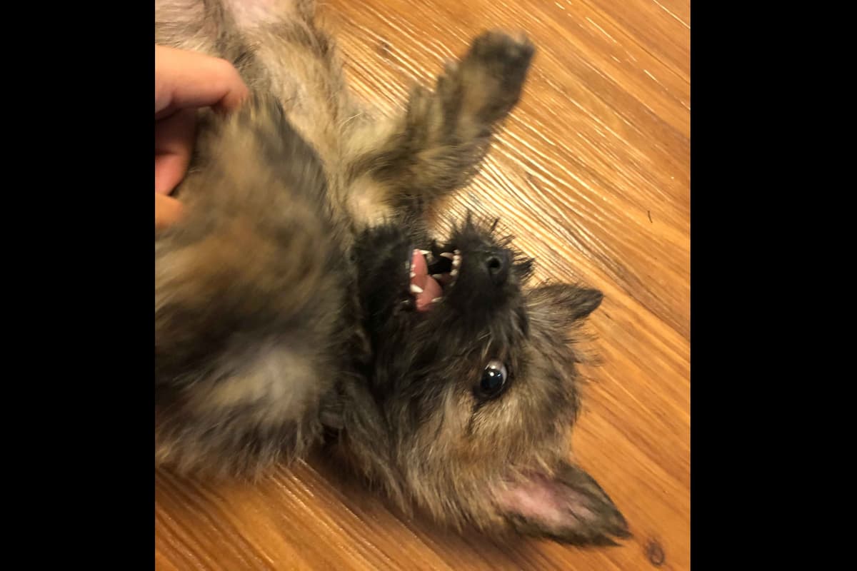Cairn Terrier Puppies breeder image 5