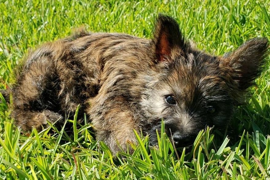Cairn Terrier Puppies breeder image 6