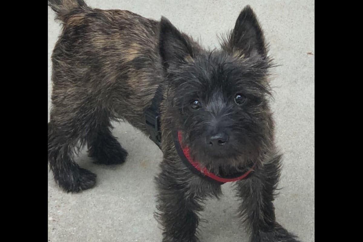 Cairn Terrier Puppies breeder image 9