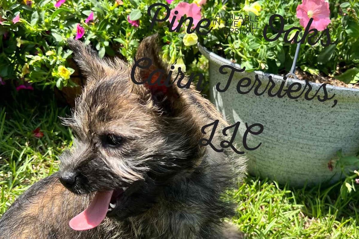 Cairn Terrier Puppies breeder image 1