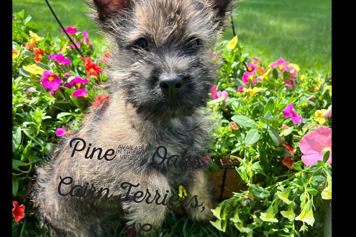 Cairn Terrier Puppies breeder image 11