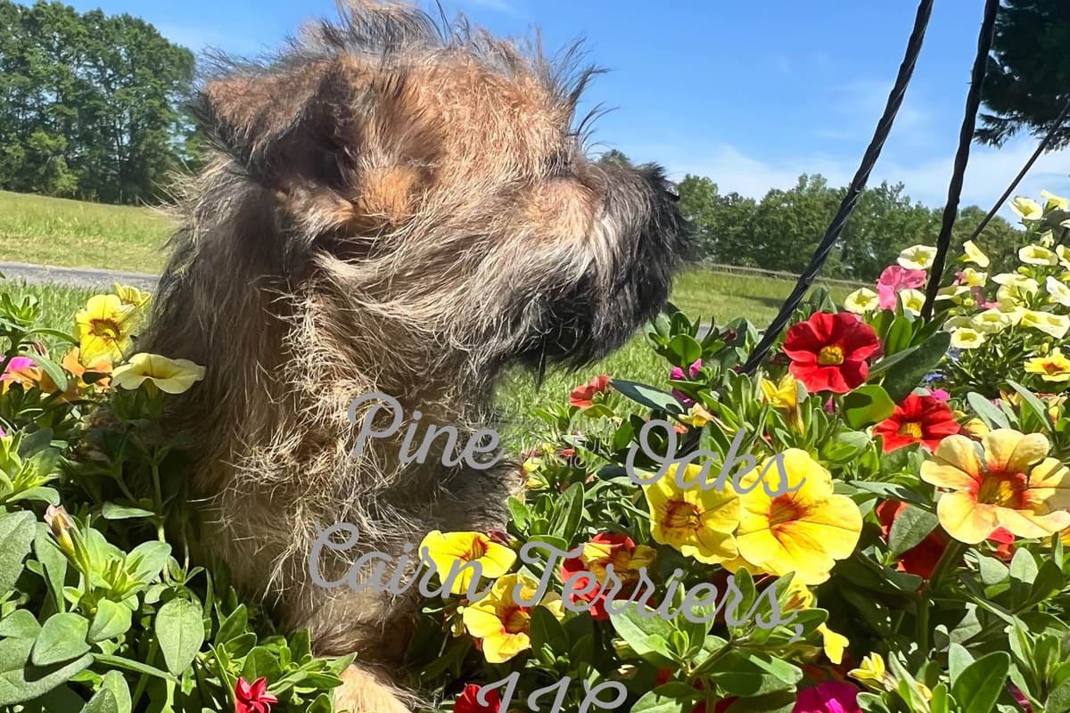 Cairn Terrier Puppies breeder image 12
