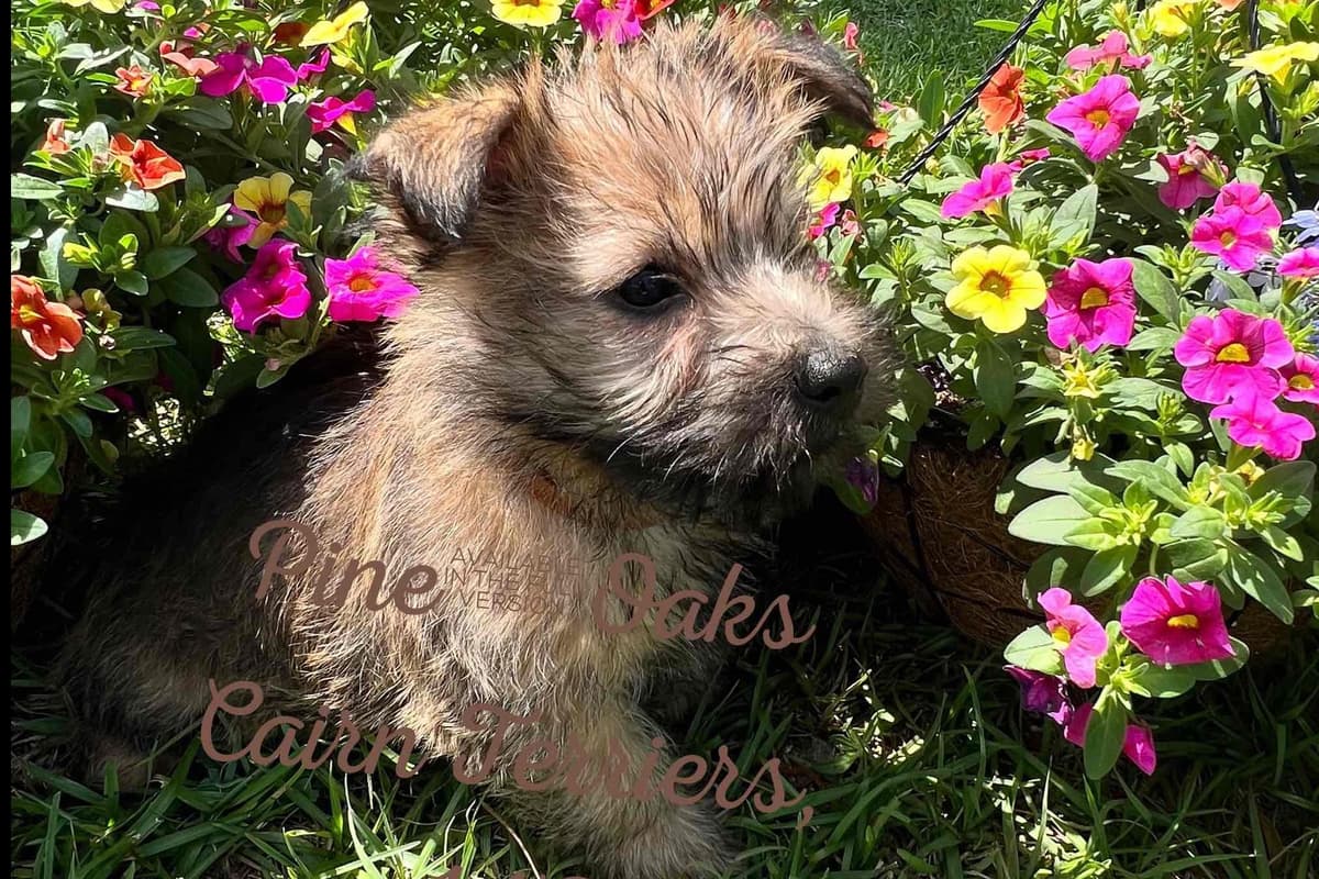 Cairn Terrier Puppies breeder image 13