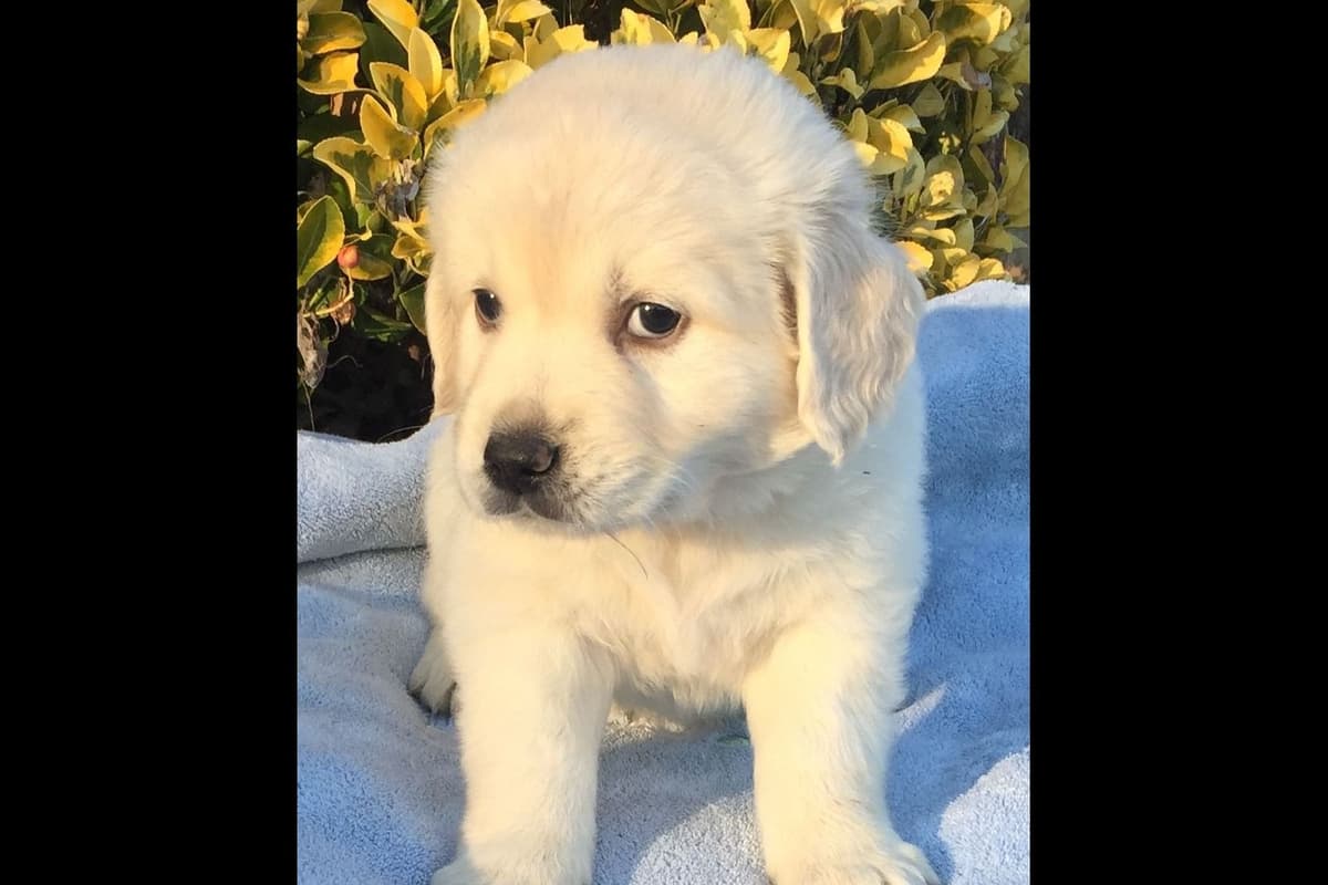 Golden Retriever Puppies breeder image 1