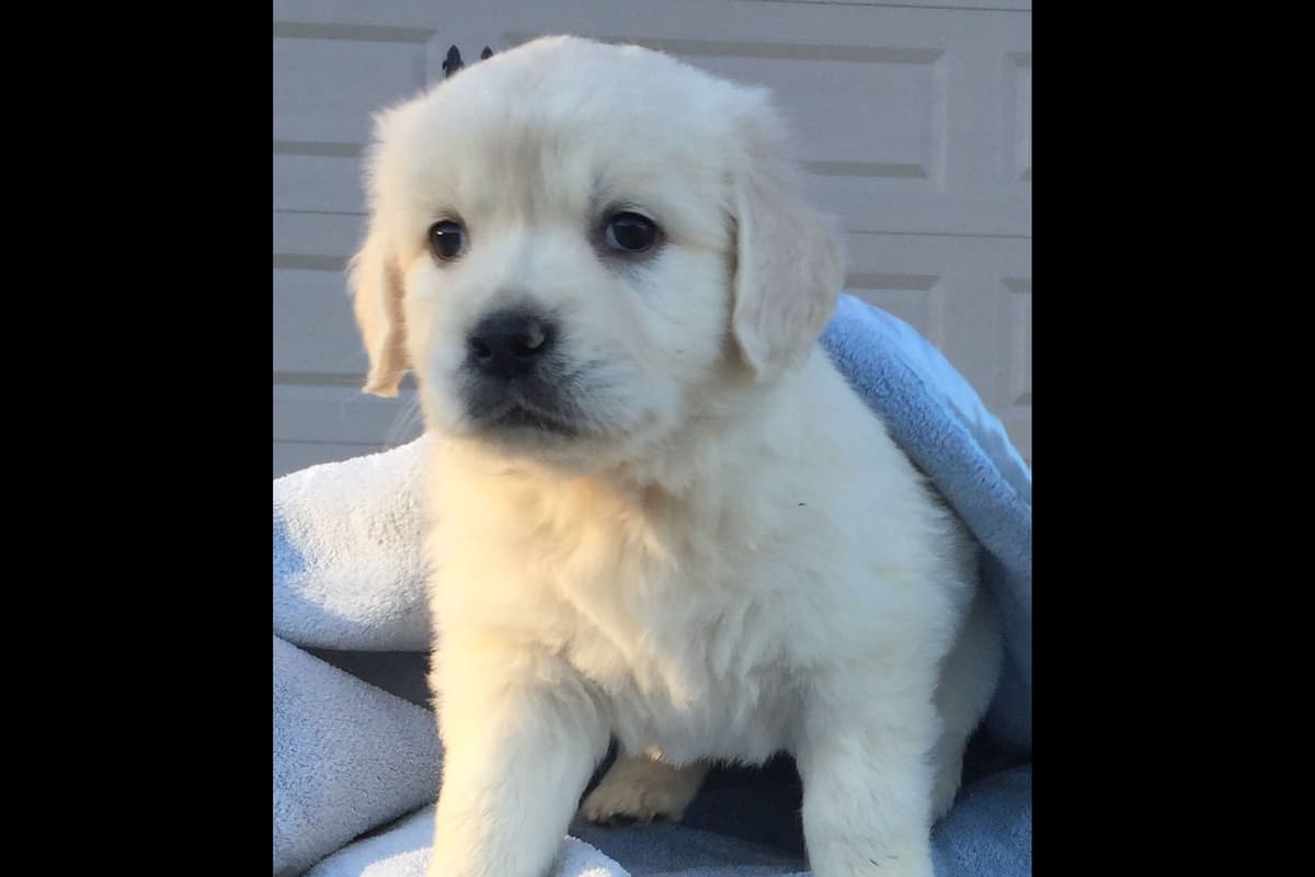 Golden Retriever Puppies breeder image 3