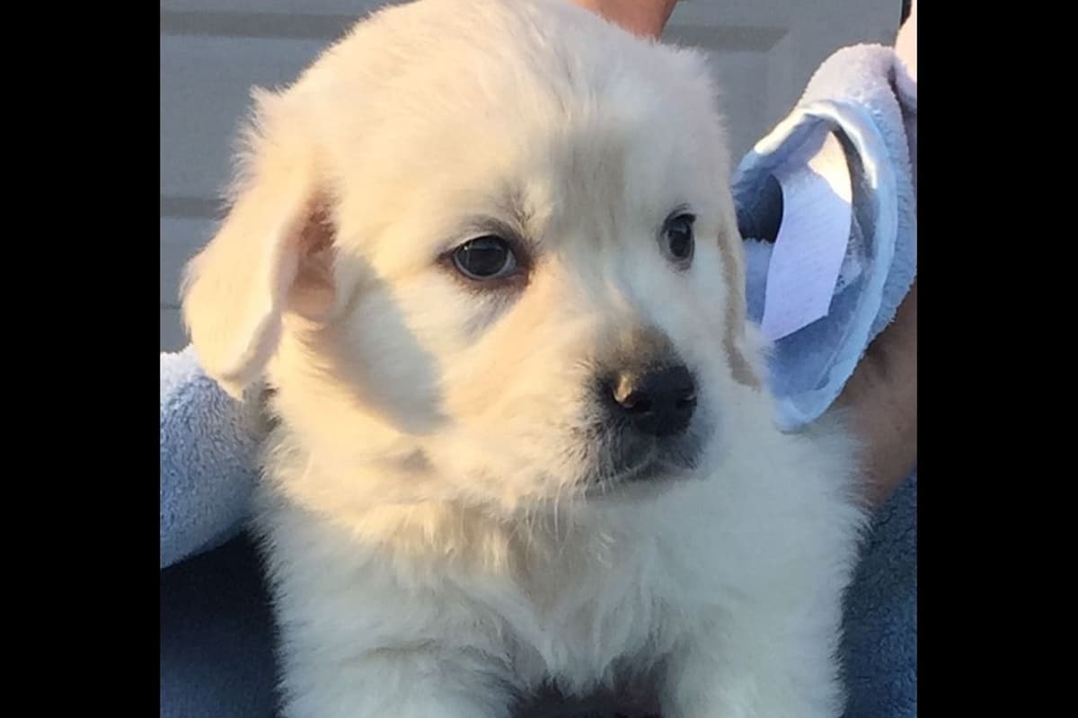 Golden Retriever Puppies breeder image 4