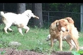 Golden Retriever Puppies breeder image 5
