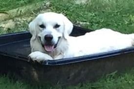 Golden Retriever Puppies breeder image 6