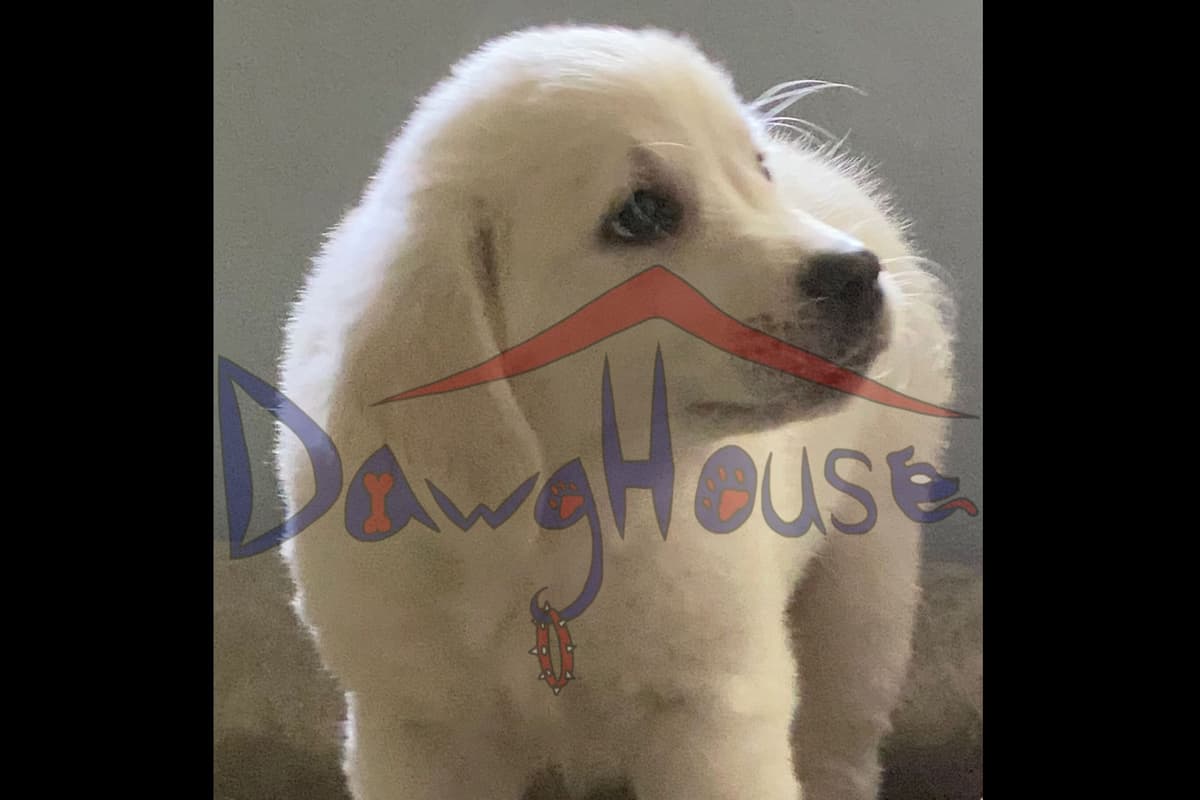 Golden Retriever Puppies breeder image 7