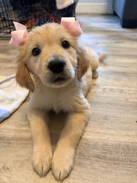 Golden Retriever Puppies media 2