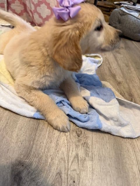 Golden Retriever Puppies media 3