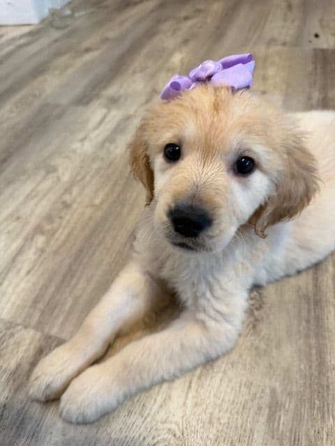 Golden Retriever Puppies media 4