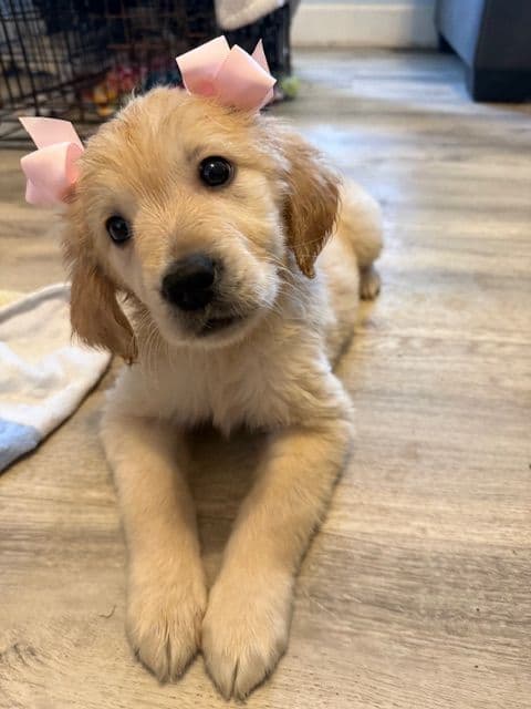 Golden Retriever Puppies media 5