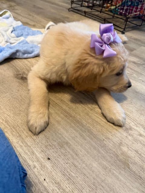 Golden Retriever Puppies media 6