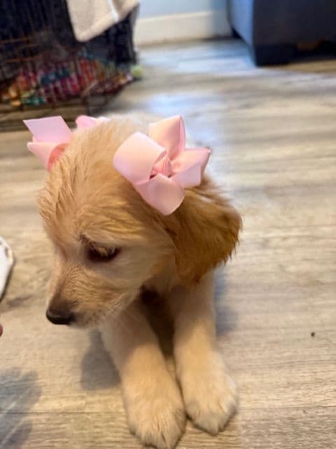 Golden Retriever Puppies media 7