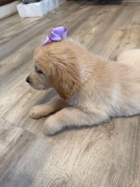 Golden Retriever Puppies media 8