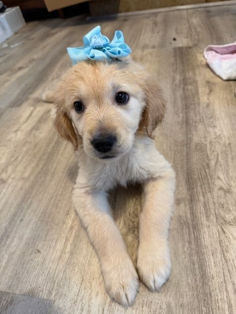 Golden Retriever Puppies media 11