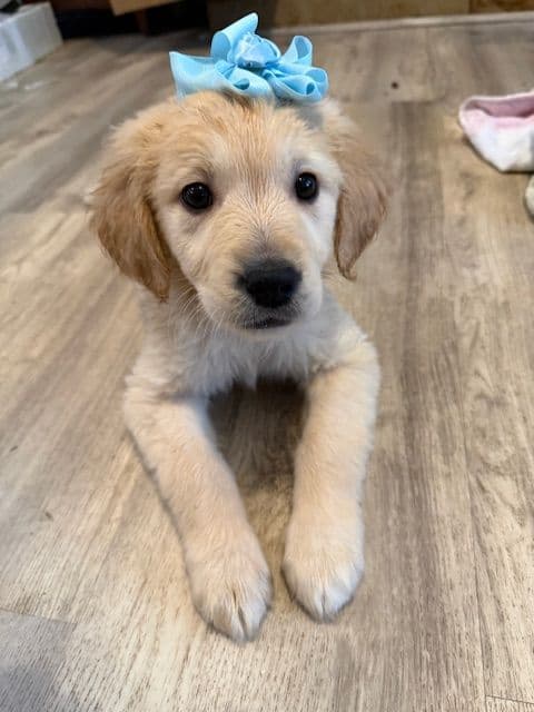 Golden Retriever Puppies media 12