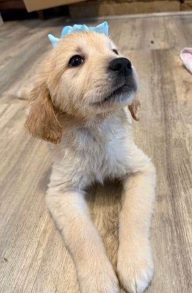Golden Retriever Puppies media 13