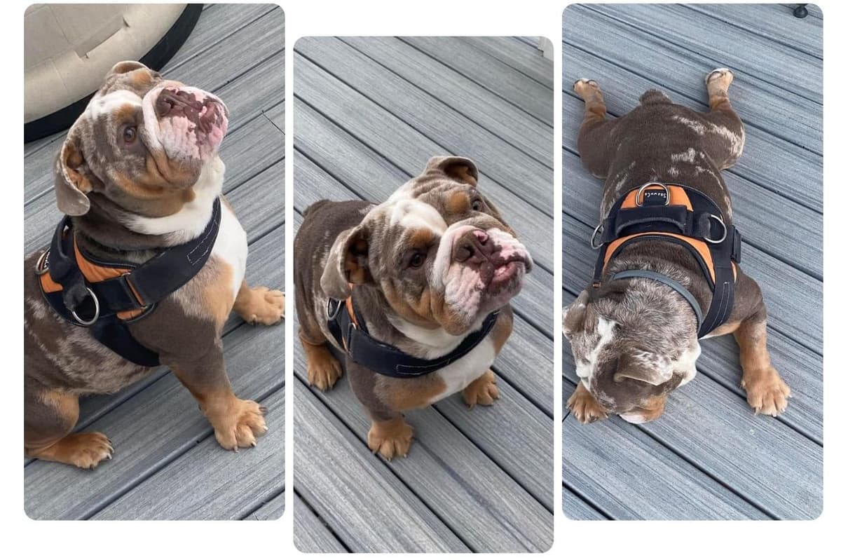 AKC Champion Shrinkabull Bloodline Bulldog Puppies breeder image 5