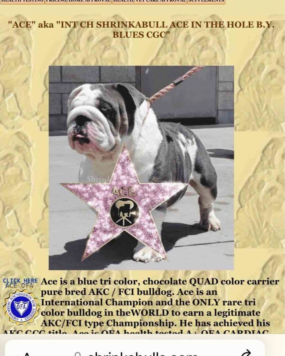 AKC Champion Shrinkabull Bloodline Bulldog Puppies breeder image 7