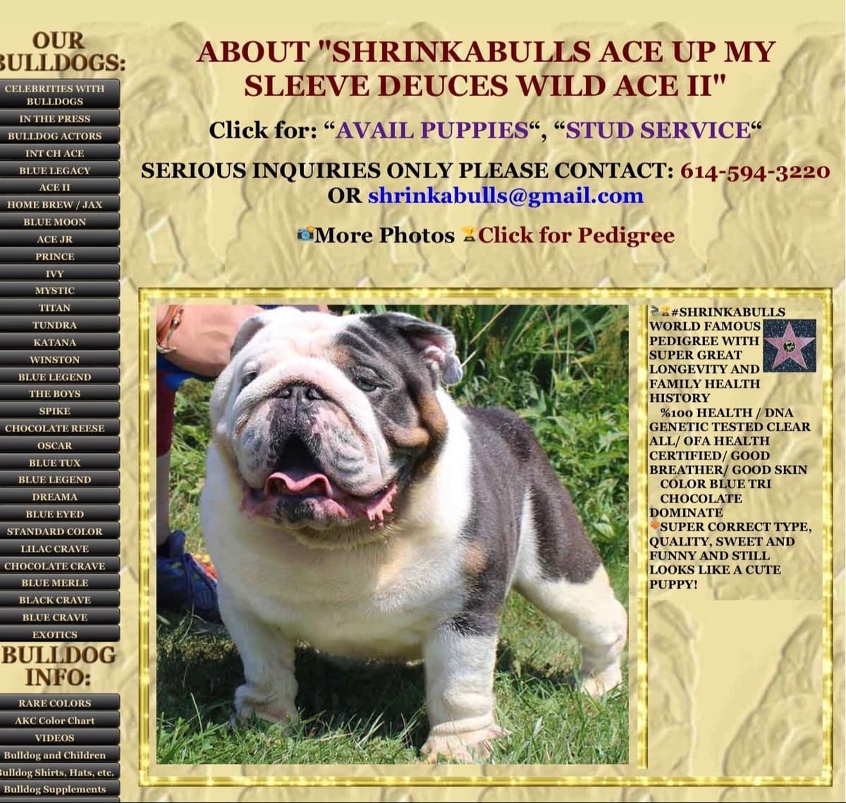 AKC Champion Shrinkabull Bloodline Bulldog Puppies breeder image 6