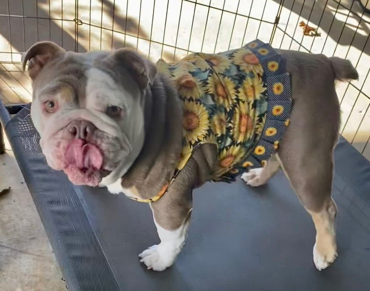 AKC Champion Shrinkabull Bloodline Bulldog Puppies breeder image 9