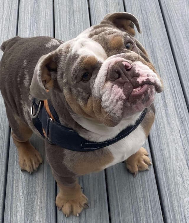 AKC Champion Shrinkabull Bloodline Bulldog Puppies media 21