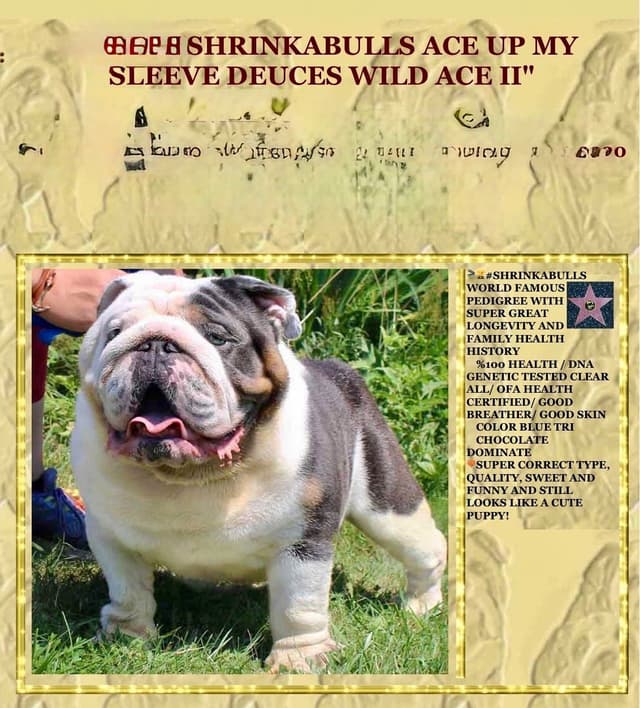 AKC Champion Shrinkabull Bloodline Bulldog Puppies media 23