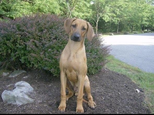 Pharaoh Hound Puppies breeder image 2