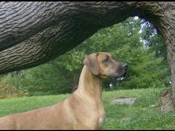 Pharaoh Hound Puppies breeder image 3