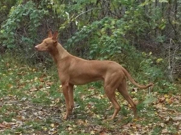 Pharaoh Hound Puppies breeder image 4
