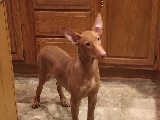 Pharaoh Hound Puppies breeder image 6