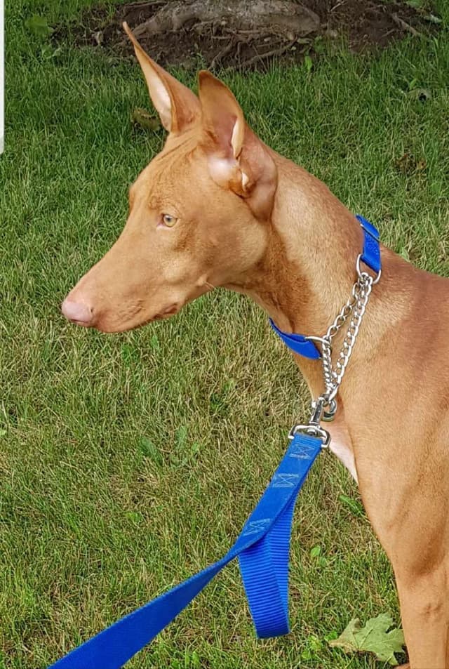 Pharaoh Hound Puppies media 2